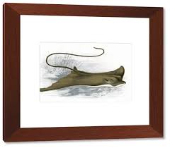 Image result for Myliobatis aquila