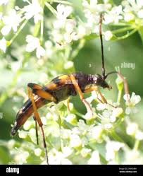 Attēlu rezultāti vaicājumam “Strangalia attenuata”