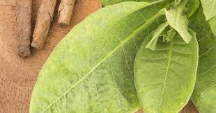 Attēlu rezultāti vaicājumam “Nicotiana tabacum leaf”