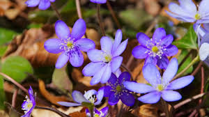 Attēlu rezultāti vaicājumam “Hepatica nobilis flower”