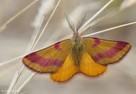 Attēlu rezultāti vaicājumam “Lythria cruentaria”