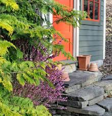 Attēlu rezultāti vaicājumam “Daphne mezereum flower”
