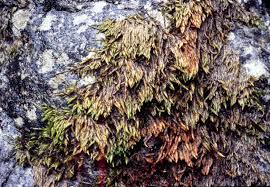 Attēlu rezultāti vaicājumam “Hygrohypnum luridum”