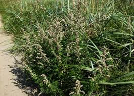 Image result for Artemisia vulgaris