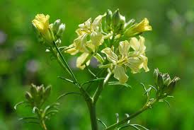 Attēlu rezultāti vaicājumam “Sisymbrium altissimum leaf”