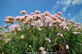 Attēlu rezultāti vaicājumam “Armeria vulgaris flower”