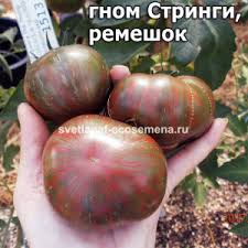 Afbeeldingsresultaat voor marizol purple tomato