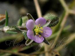 Attēlu rezultāti vaicājumam “Spergularia rubra leaf”