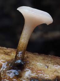 Attēlu rezultāti vaicājumam “Cudoniella clavus”