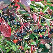 Attēlu rezultāti vaicājumam “Aronia melanocarpa fruit”