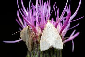 Attēlu rezultāti vaicājumam “Udea lutealis”