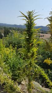 Attēlu rezultāti vaicājumam “Cannabis sativa”