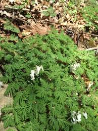 Image result for Leaves Green Bowmen