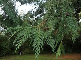Attēlu rezultāti vaicājumam “Thuja plicata flower”