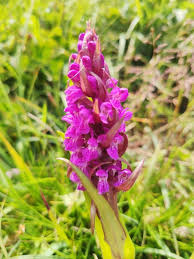Attēlu rezultāti vaicājumam “Dactylorhiza cruenta”