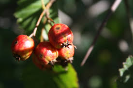 Attēlu rezultāti vaicājumam “Crataegus monogyna fruit”