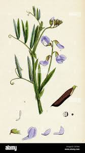 Attēlu rezultāti vaicājumam “Lathyrus palustris leaf”