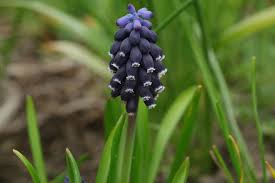 Attēlu rezultāti vaicājumam “Muscari neglectum”