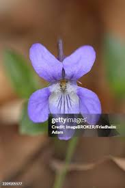 Attēlu rezultāti vaicājumam “Viola reichenbachiana flower”