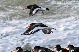 Attēlu rezultāti vaicājumam “Haematopus ostralegus”