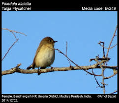 Image result for Ficedula albicilla