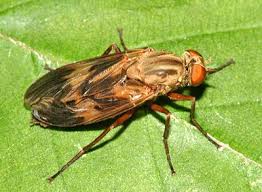 Attēlu rezultāti vaicājumam “Xylophagidae”