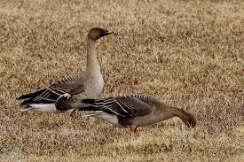 Image result for Anser fabalis