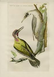 Attēlu rezultāti vaicājumam “Picus viridis”