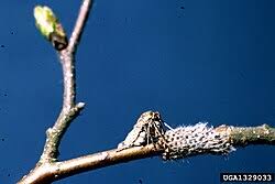 Attēlu rezultāti vaicājumam “Alsophila aescularia”