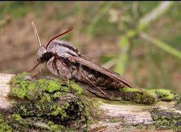 Attēlu rezultāti vaicājumam “Sphinx pinastri”