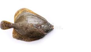 Image result for Paralichthys albigutta