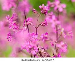 Attēlu rezultāti vaicājumam “Silene viscaria flower”