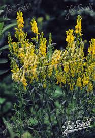 Image result for Genista tinctoria