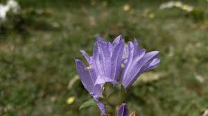 Attēlu rezultāti vaicājumam “Campanula cervicaria flower”