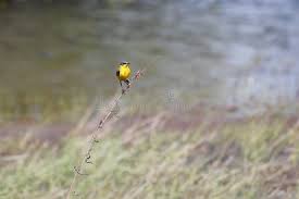 Attēlu rezultāti vaicājumam “Motacilla flava flava adult”