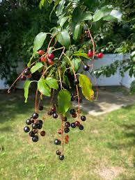 Attēlu rezultāti vaicājumam “Padus avium fruit”