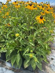 Image result for Rudbeckia