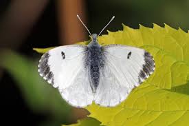 Attēlu rezultāti vaicājumam “Anthocharis cardamines”