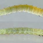 Attēlu rezultāti vaicājumam “Hypatima rhomboidella”