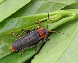 Attēlu rezultāti vaicājumam “Cantharis fusca larva”