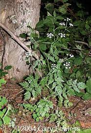 Attēlu rezultāti vaicājumam “Torilis japonica leaf”