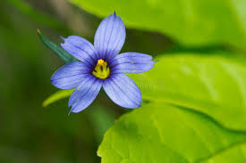 Attēlu rezultāti vaicājumam “Sisyrinchium montanum”