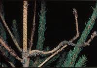 Attēlu rezultāti vaicājumam “Pucciniastrum areolatum”