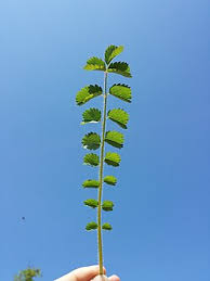 Image result for Sanguisorba minor