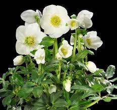 Attēlu rezultāti vaicājumam “Helleborus niger”