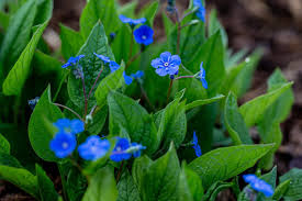 Attēlu rezultāti vaicājumam “Omphalodes verna flower”