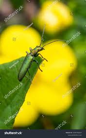 Attēlu rezultāti vaicājumam “Chrysanthia geniculata”
