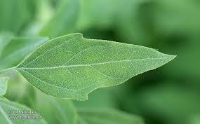 Attēlu rezultāti vaicājumam “Chenopodium album leaf”