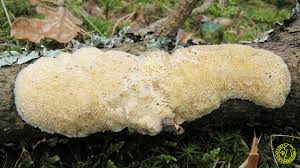 Attēlu rezultāti vaicājumam “Diplomitoporus flavescens”