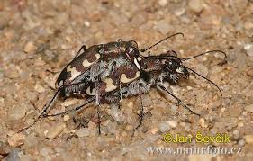 Attēlu rezultāti vaicājumam “Cicindela hybrida”